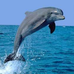 A dolphin.