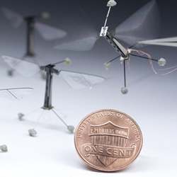 Each RoboBee has a 3-centimeter wingspan and weighs only 80 milligrams.