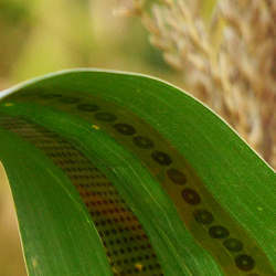 These "plant tattoo sensors" take real-time, direct measurements of water use in crops.