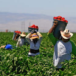 Farmworkers in the field.