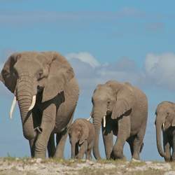 Elephants in the wild.