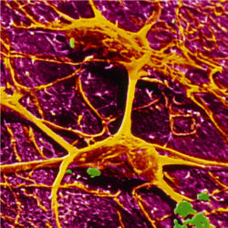 Neurons