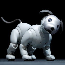 robot dog