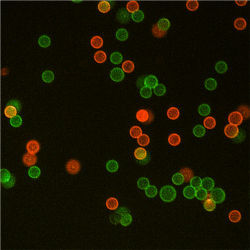 Quantum dots