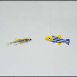 A live zebrafish (left) nears a robot zebrafish.