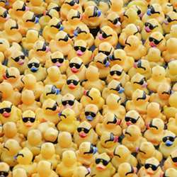 Rubber ducks.