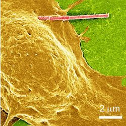 light-powered wire in brain