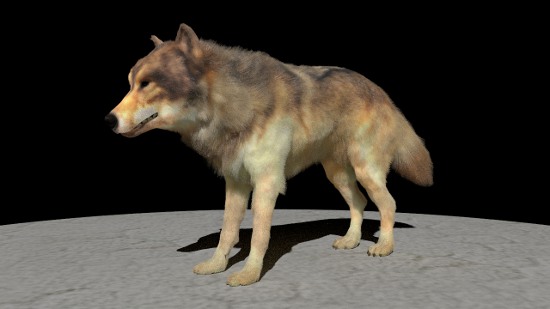 rendering of wolf