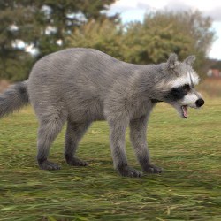 rendering of a raccoon