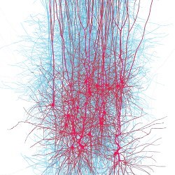 digital reconstruction of neocortical microcircuitry