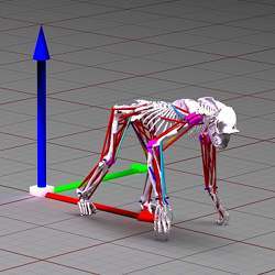 Analyzing the factors that affect how chimpanzees walk.