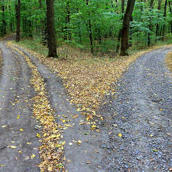 A fork in a road through a forest.