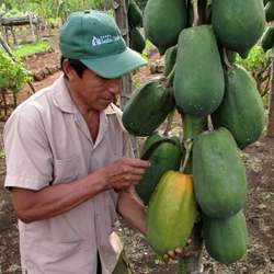 Papayas currently are harvested by hand.