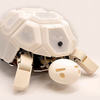 Robotic Tortoise Helps Kids to Learn That Robot Abuse Is a Bad Thing