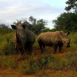 Southern white rhinoceroses in an undisclosed protected area in South Africa.