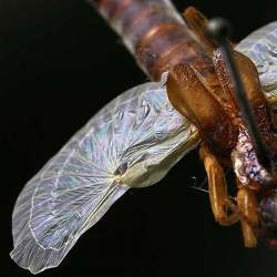 The wing structure of an earwig.