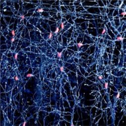 Network of neurons