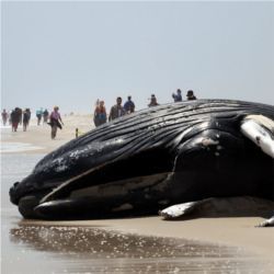 Humpback whale calf washed ashore