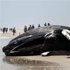 Spying on Whales to Save Them