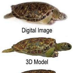 A digital image, and the resulting three-dimensional model.