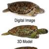 Digital Life Team Creates Animated 3D Models of Sea Turtles From Live Specimens