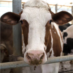 Cow, Schuler's dairy farm