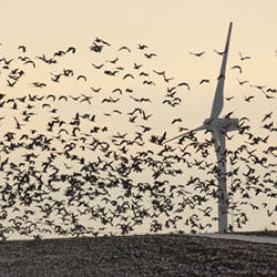 Birds swarm near a wind turbine.