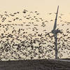 Migration Forecasts Could Help Prevent Wind Turbines and Buildings From Killing Millions of Birds