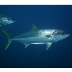 A California Yellowtail.