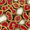 Flu Virus Finally Sequenced in Its Native Form