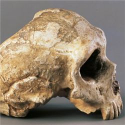 Male Neanderthalskull