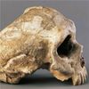 Human Brain Gain: Computer Models Hint at Why We Bested Neandertals