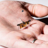 The First Wireless Flying Robotic Insect Takes Off