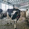 Subcutaneous Fitbits? These Cows Are Modeling the Tracking Technology of the Future