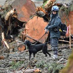 A search and rescue dog working with a handler in a mudslide area.