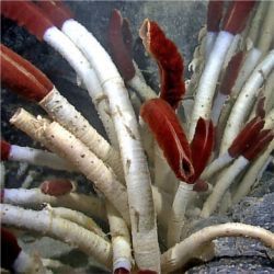 Riftia tube worms