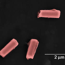 Colored image of nanorobots coated in hybrid platelet/red blood cell membranes.