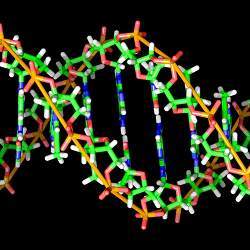 A illustration of the most common structure of DNA found in a cell, known as B-DNA.