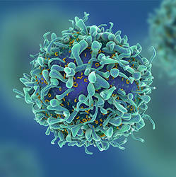 A cancer cell.