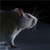 Software Beats Animal Tests at Predicting Toxicity of Chemicals