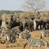 Drones Survey African Wildlife