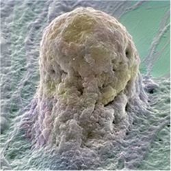 Human embryonic stem cell