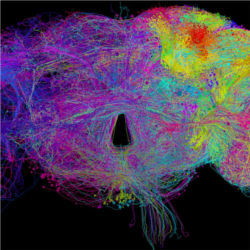 Fruit-fly brain