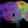 3D Image Reveals Hidden Neurons in Fruit-Fly Brain