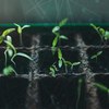 Scientists ­se Computer Vision and Machine Learning to Predict Plant Growth