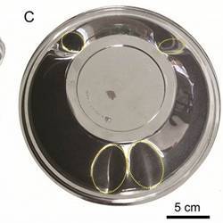 Dimples are formed on an inverted plastic fruit bowl by poking it with a stylus, in much the same way the pages of a Braille book are printed.