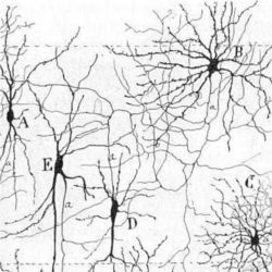 Electrical pulses in neurons