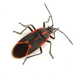 boxelder bug