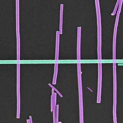 A false-color micrograph of nanowires made of indium phosphide (purple) forming junctions with a nanowire made of aluminium gallium arsenide (green).