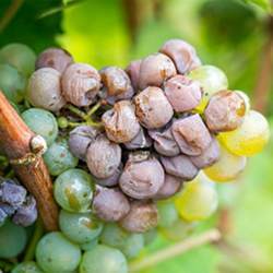Waxiness on grapes can protect them from fungus.
